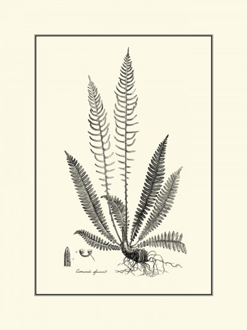 BandW Fern I