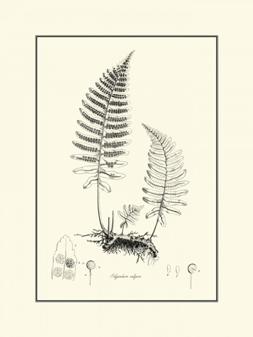 BandW Fern II