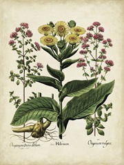 Besler Florilegium I