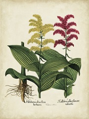 Besler Florilegium II
