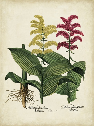 Besler Florilegium II