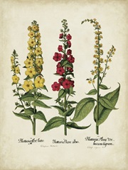 Besler Florilegium III