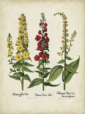 Besler Florilegium III