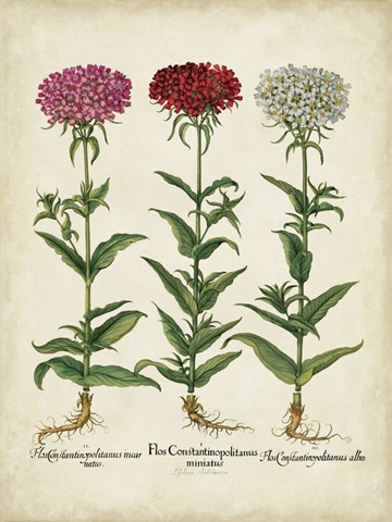 Besler Florilegium IV
