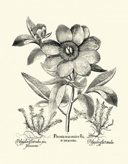 Black and White Besler Peony I