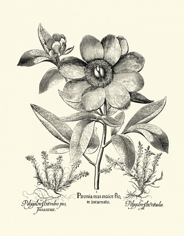 Black and White Besler Peony I