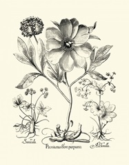 Black and White Besler Peony II