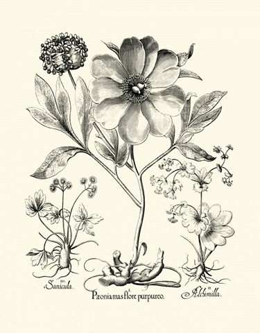 Black and White Besler Peony II