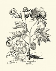 Black and White Besler Peony III
