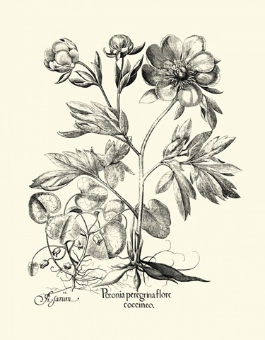 Black and White Besler Peony III