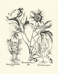 Black and White Besler Peony IV