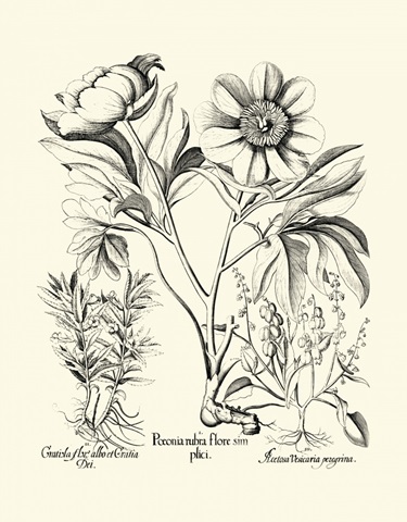 Black and White Besler Peony IV