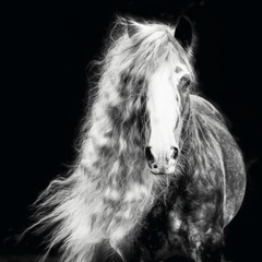 Black and White Horse Portrait I