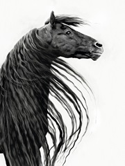 Black and White Horse Portrait II