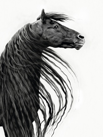 Black and White Horse Portrait II