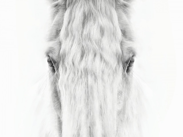 Black and White Horse Portrait IV