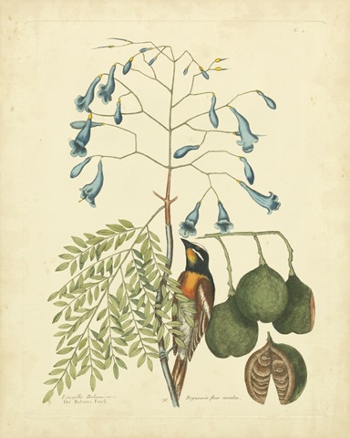 Catesby Bird and Botanical II