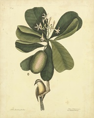 Catesby Bird and Botanical III