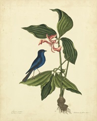 Catesby Bird and Botanical IV