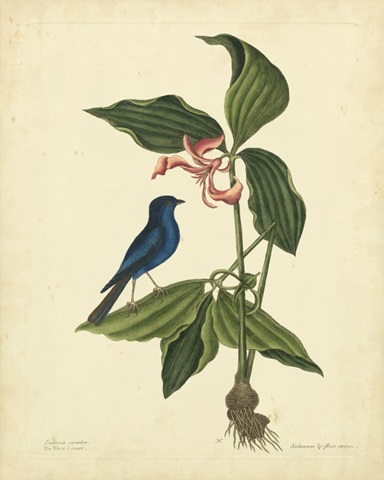 Catesby Bird and Botanical IV