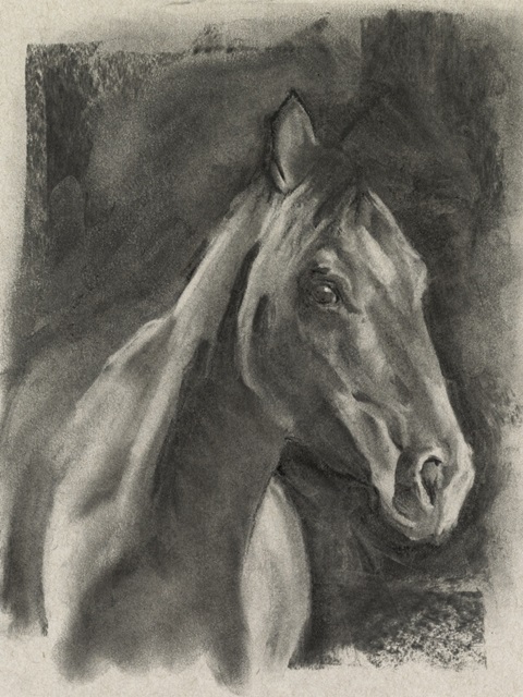 Charcoal Horse Study on Grey I