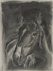 Charcoal Horse Study on Grey II
