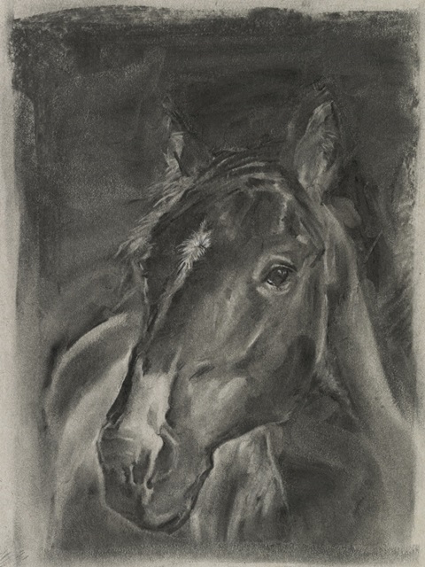 Charcoal Horse Study on Grey II