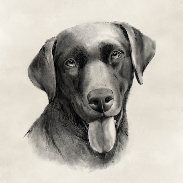 Charcoal Labrador I