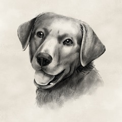 Charcoal Labrador II