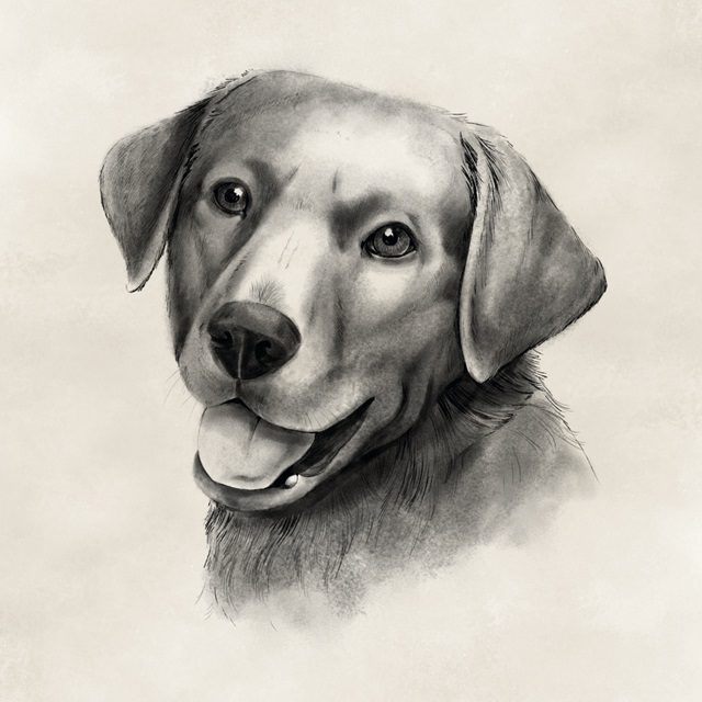 Charcoal Labrador II