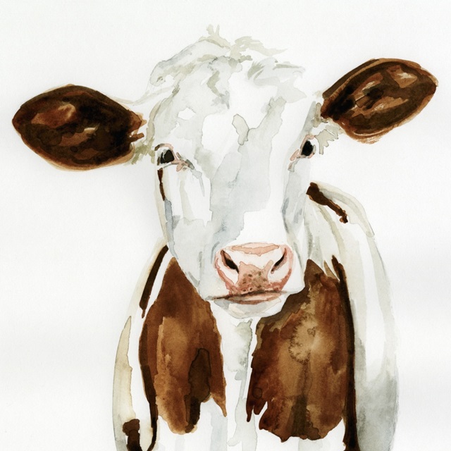 Cow Gaze I