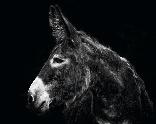 Donkey Portrait I