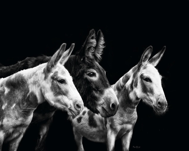 Donkey Portrait II