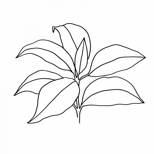 Foliage Contour III