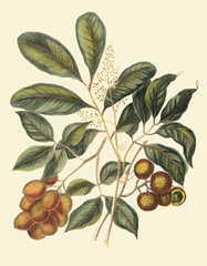 Foliage, Flowers and Fruit I