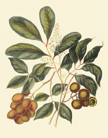 Foliage, Flowers and Fruit I