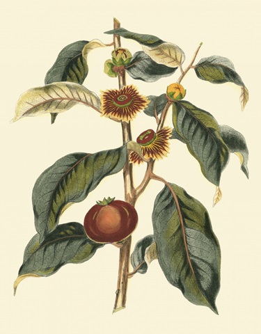 Foliage, Flowers and Fruit II