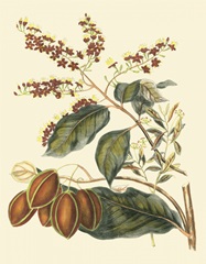 Foliage, Flowers and Fruit III