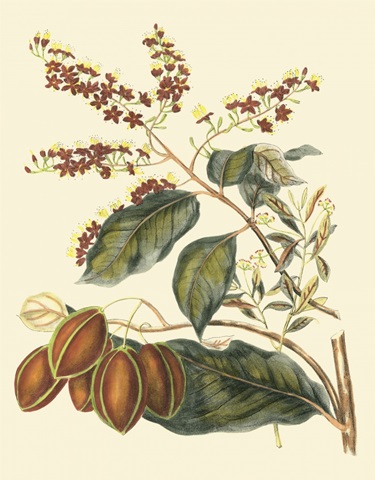 Foliage, Flowers and Fruit III