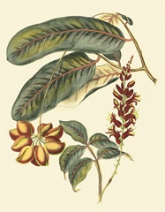 Foliage, Flowers and Fruit IV