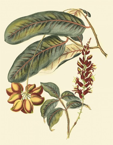 Foliage, Flowers and Fruit IV
