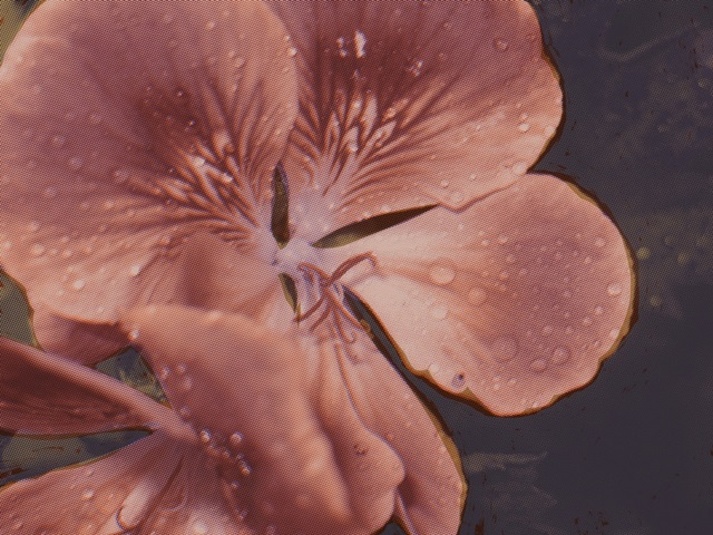 Garden Geraniums I