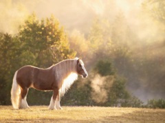 Golden Lit Horse I