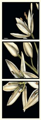 Graphic Lily I