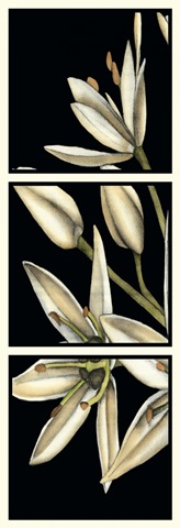 Graphic Lily I