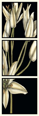 Graphic Lily II