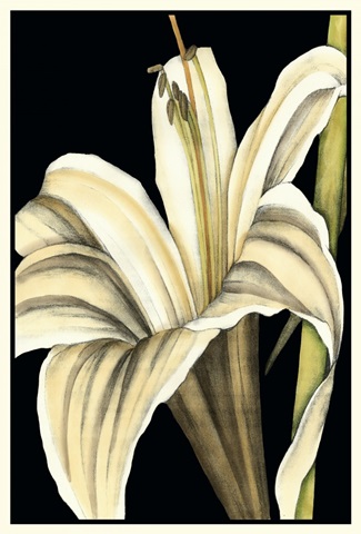 Graphic Lily IV