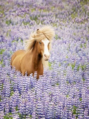 Horse in Lavender I