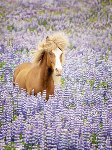 Horse in Lavender I