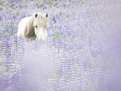 Horse in Lavender II